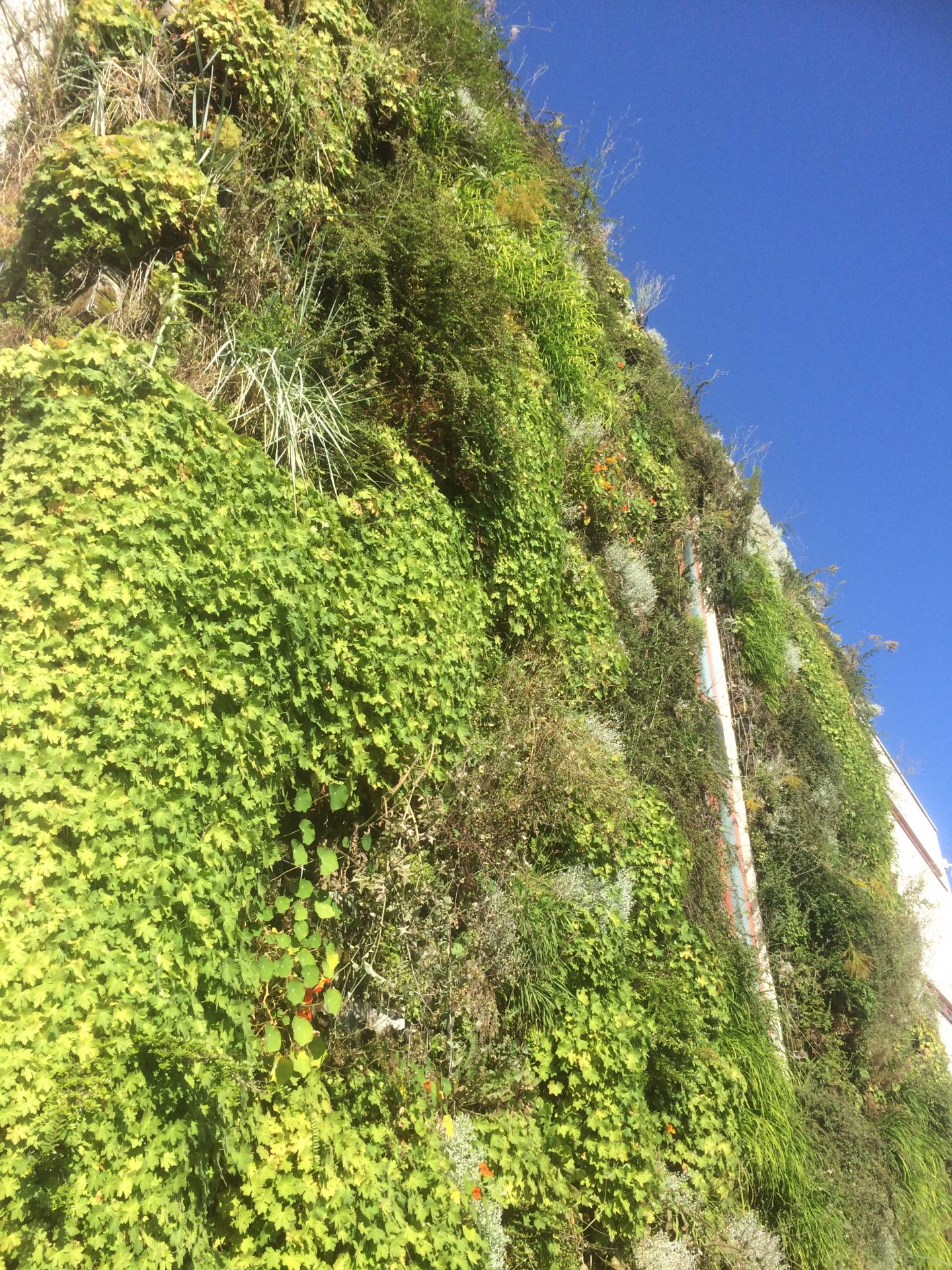 VEGETALISATION  EXT. FACADE SUR ETANCHEITE